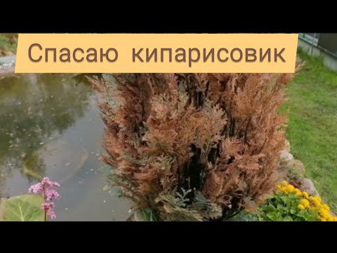 Видео: Болезни кипариса Лейланда - советы по лечению болезни кипариса Лейланда