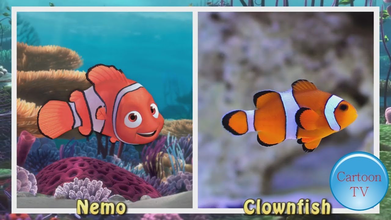 Disney Finding Nemo Characters in Real Life #1 - YouTube