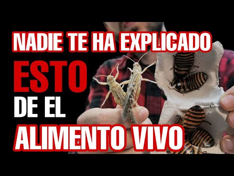 CÓMO escoger CORRECTAMENTE el ALIMENTO de nuestros REPTILES Y ANFIBIOS. lo estais haciendo bien? 🤔🤯😉 hqdefault