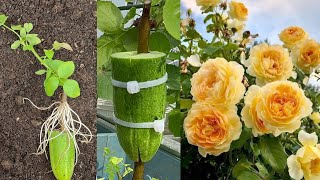 How To Propagate Rose Tree From Cuttings | Rose Tree Cuttings Easy Method