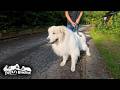 梅雨の合間に張り切って道路まで歩いたアランです　Great Pyrenees　グレートピレニーズ