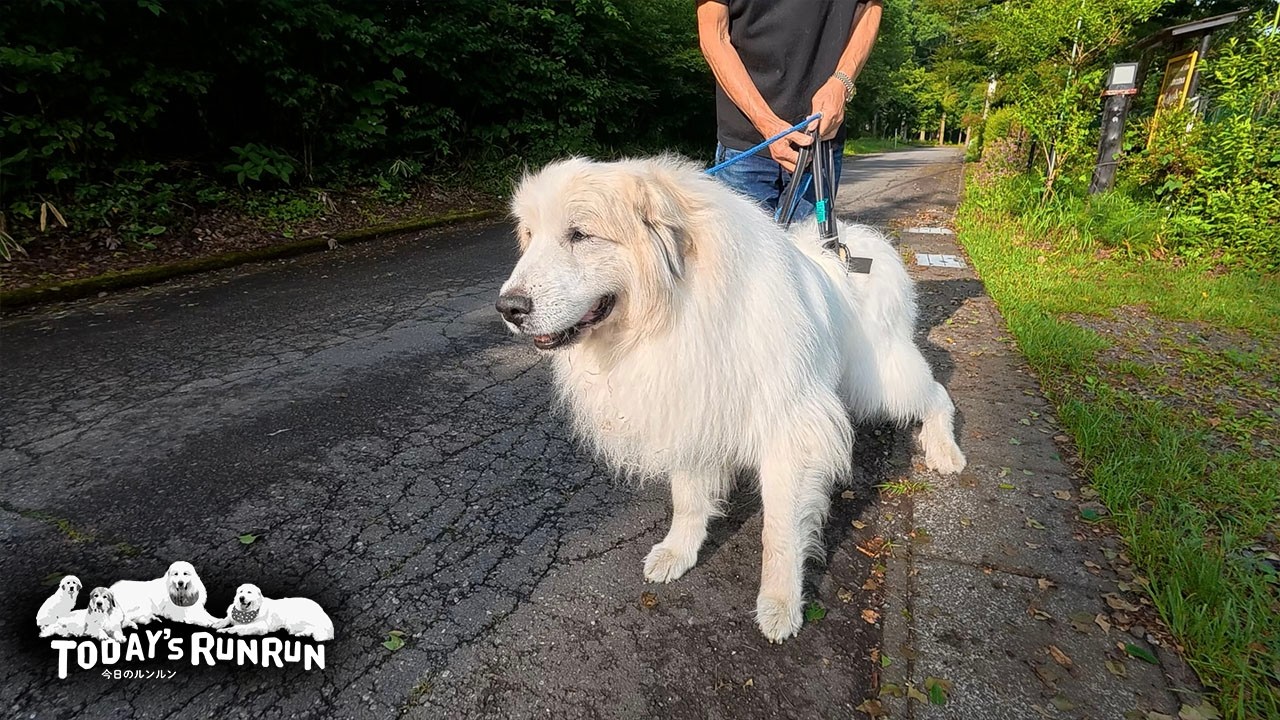 梅雨の合間に張り切って道路まで歩いたアランです　Great Pyrenees　グレートピレニーズ