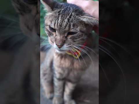 元捨て猫カツオ、自由に生きる夏の日々