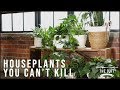 Houseplants You Can't Kill | The Dirt | Better Homes & Gardens