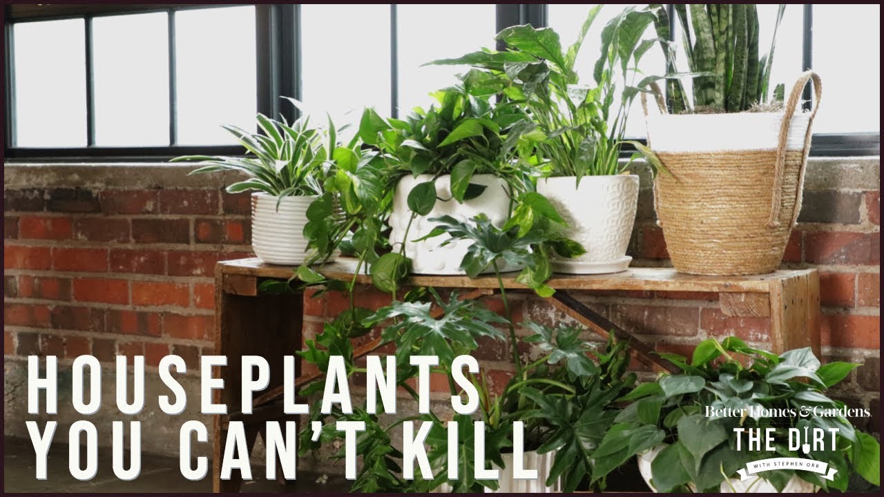 Houseplants You Can T Kill The Dirt Better Homes Gardens