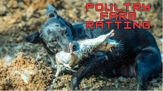 Poultry farm ratting from 2021 with the Suffolk and Norfolk pack.