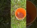 ВОСТ.КАЗ.г.ЗЫРЯНОВСК-АЛТАЙ.