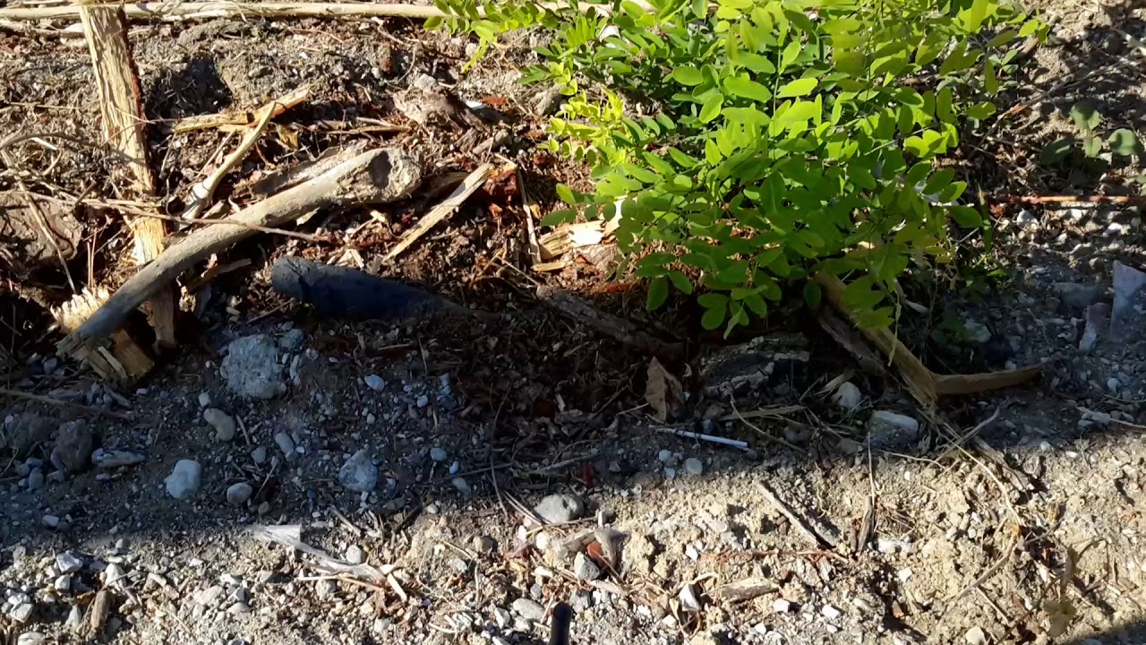 Pixhawk FrSky SmartPort-SPort X8R telemetry cable  for Taranis X9D X9E