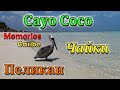 Cayo Coco. Прогулка с пеликаном, как нападает пеликан. Кормление чаек на океане.