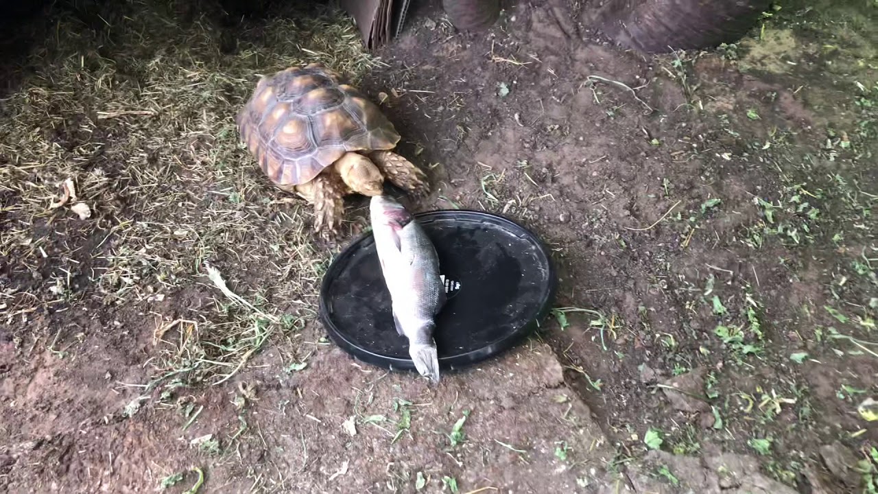 Meat eating Sulcata Tortoise! YouTube