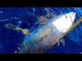 Doc spearfishing yellowfin tuna on fad chasse sousmarine aux thons jaunes albacore sur dcp