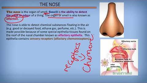Sense Organs - Part 1