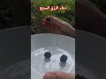 اليوم قطفنا غلال الغاب الحمدلله على نعم الله Explore Foryou لايك دعاء الرزق يومياتي اليوم قطفنا غلال الغاب الحمدلله على نعم الله Explore Foryou لايك دعاء الرزق يومياتي