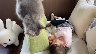 娘を起こす手を見て甘えたくなる猫 ラガマフィンA cat who wants to take care of her when she sees her daughter wake up.