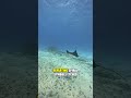 Deep Sea Mystery: The Spirula's Secret Code