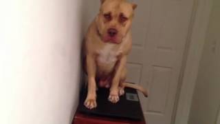 The biggest pitbull puppy in the world! 11months 134lbs scale video!