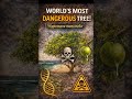 Nature’s Deadliest Tree — The Manchineel #scienceexplained #infobeyondborders #documentary