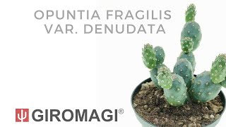 Opuntia Fragilis Var. Denudata