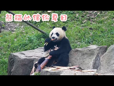 《熊貓Top榜》198期 繽紛夏日，熊貓的欢乐时光 | iPanda熊貓頻道