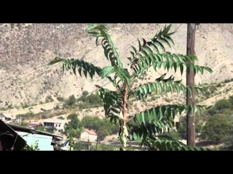 რწმუნებულის შეცვლამ ატენში ხმაური გამოიწვია