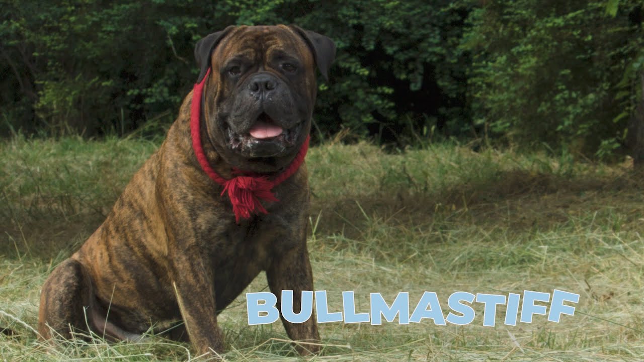 are bullmastiffs intelligent dogs