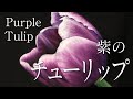 【チョークアート】紫のチューリップ  Purple Tulip