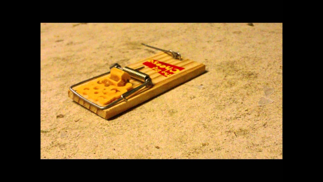 mouse traps that work the best mouse traps that work the best