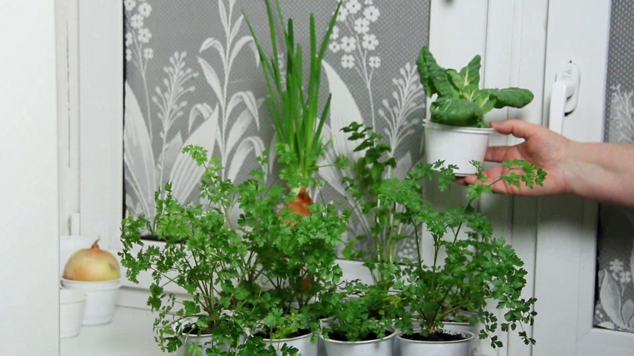 Как вырастить зелень на подоконнике в квартире зимой