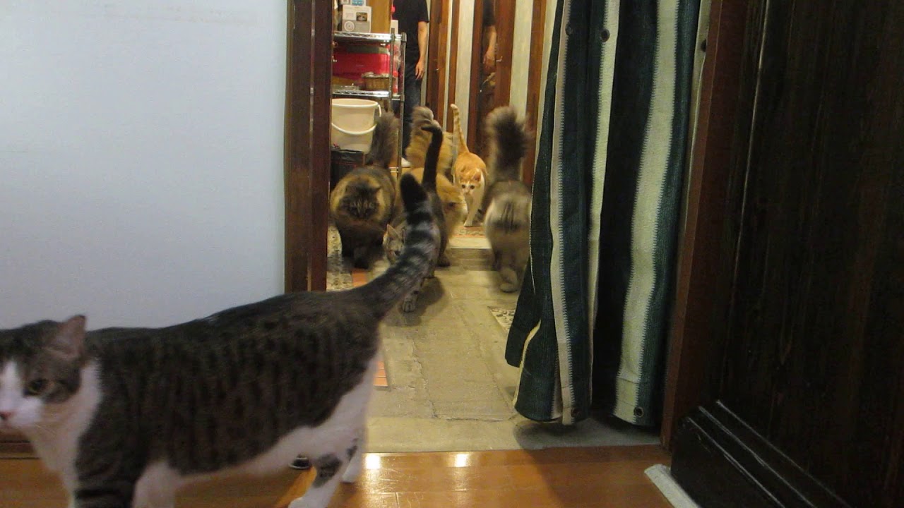 猫カフェねこまんま 17 12 男組出勤風景 Youtube 猫カフェねこまんま 17 12 男組出勤風景 Youtube