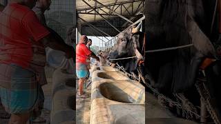 From pipe water to liquid molasses, every step shows farm dedication 🐂🌾