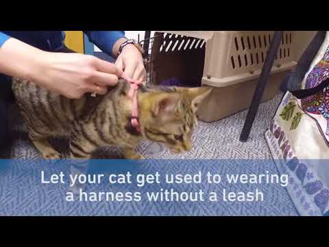 וִידֵאוֹ: כיצד לשים רתמה על חתול או חתול: הוראות שלב אחר שלב עם תמונות וסרטונים, תכונות ועיצוב של סוגים שונים של מכשירים