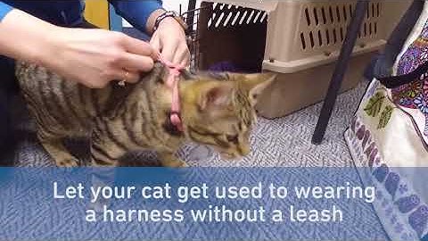 How to Leash Train Your Cat in 5 Steps