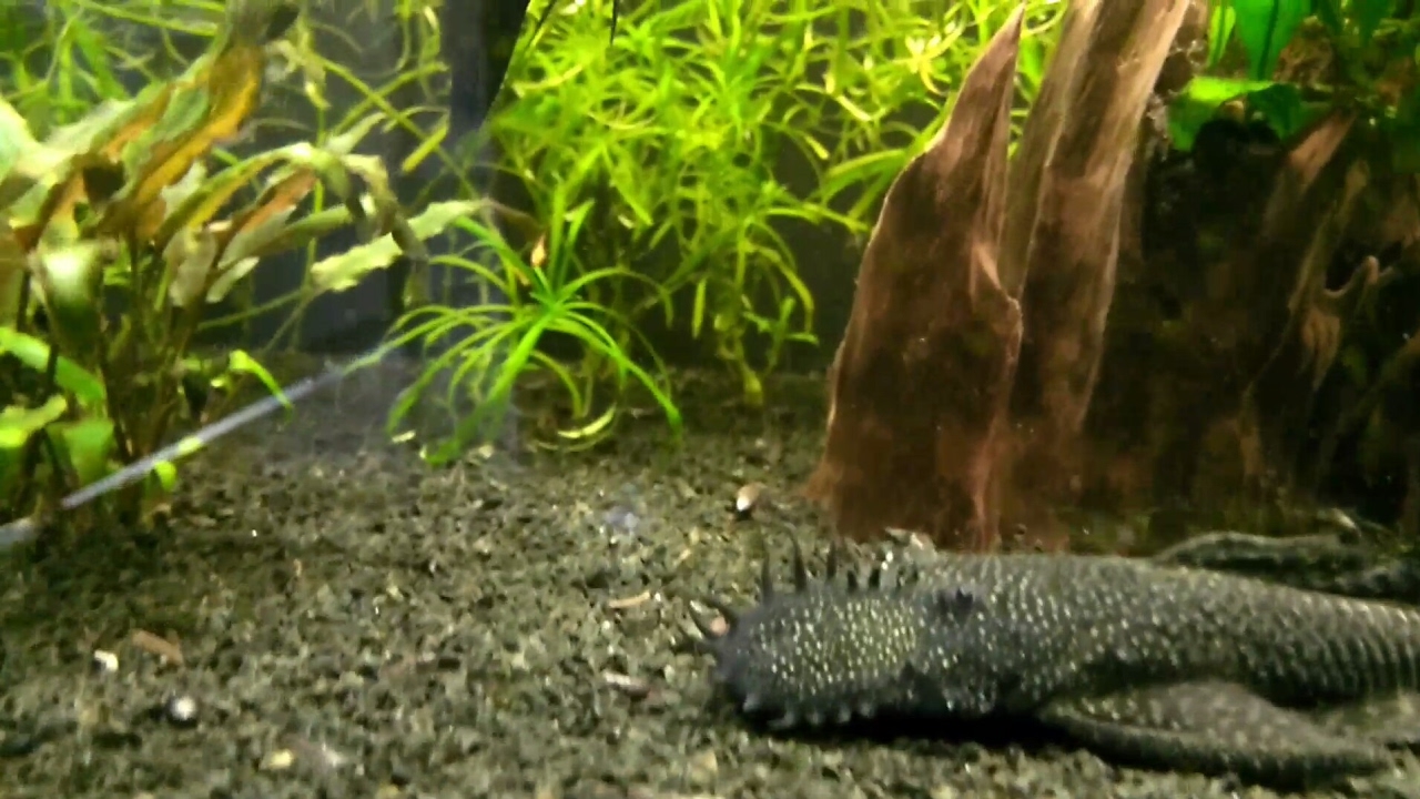 Planted aquariums in Hanover Germany, trip for memories! YouTube