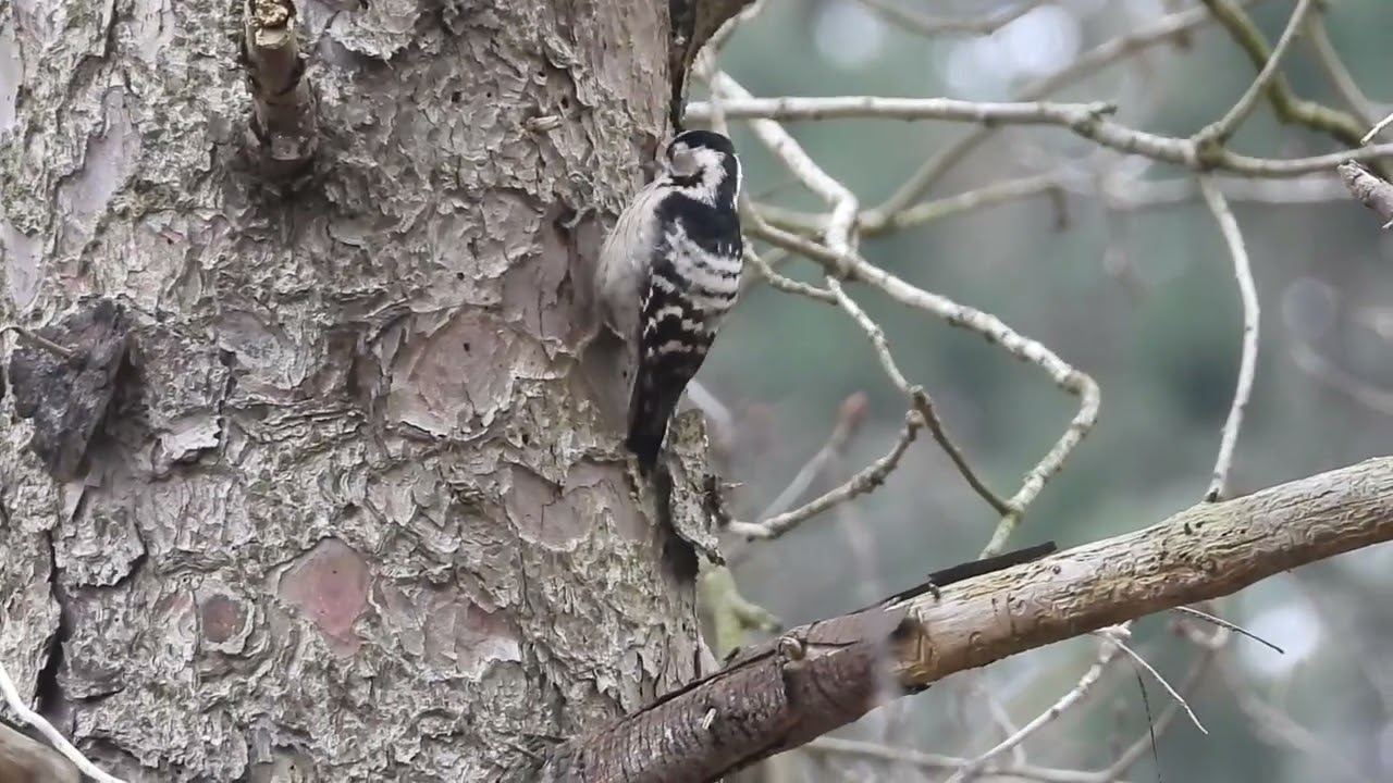 Kleine Bonte Specht/Lesser Spotted Woodpecker, de Kaag, Castricum, The Netherlands, 10-02-2026.
