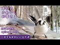 『こけてもかわいいエナガ』2019/02/02 本日のかわいいお客さま