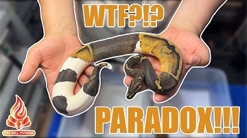 Ball Python Paradox!! #ballpython #snakes #eggcutting #paradox