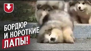 Когда у тебя слишком короткие лапы