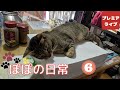 ぽぽの日常【Popo's daily life】