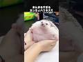 まんまるすぎる太っちょハリネズミが可愛すぎる！ #ハリネズミ #はりねずみ #動物