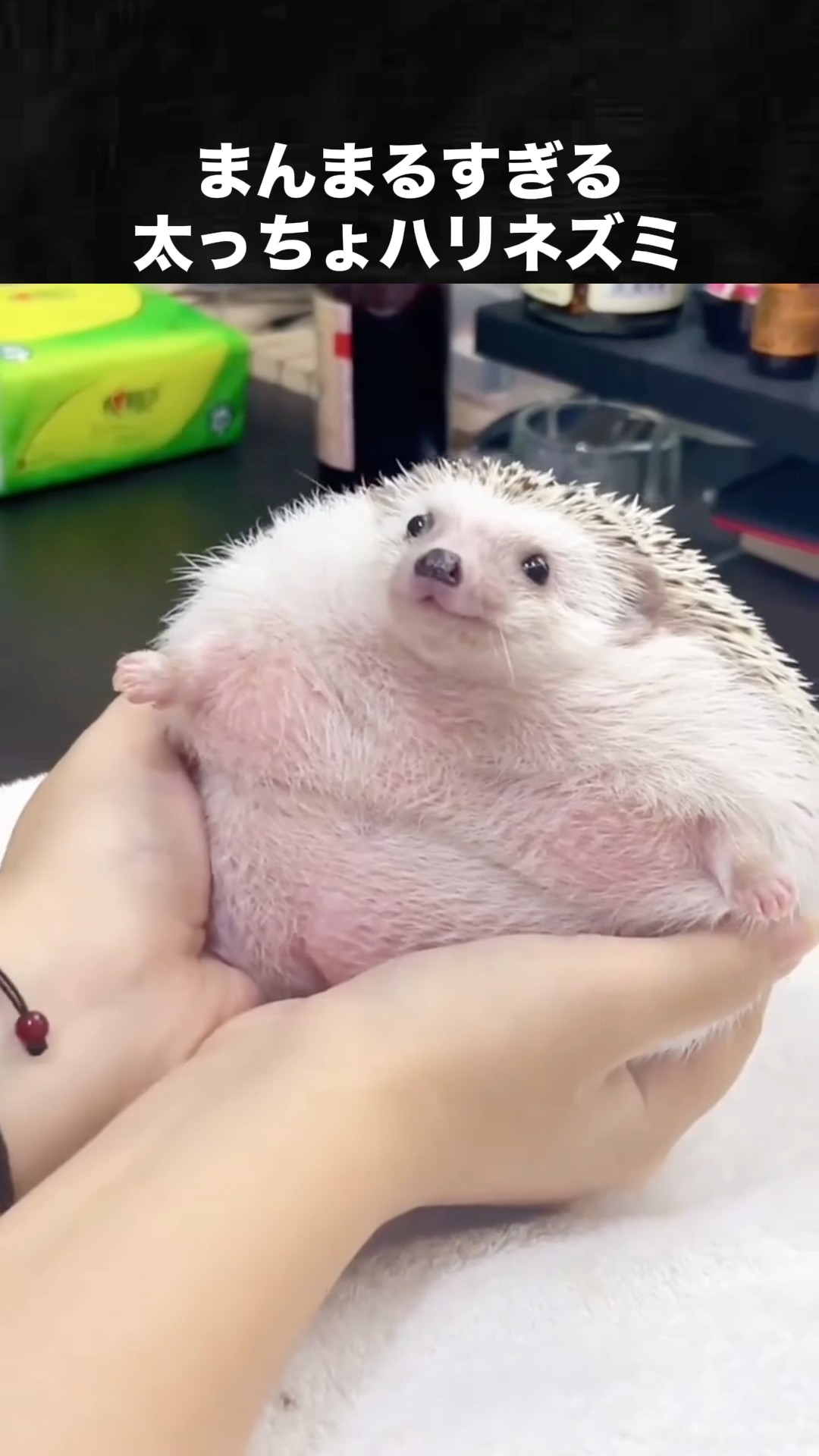 This chubby hedgehog is way too round and adorable! #hedgehog