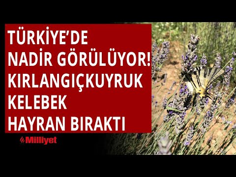 Video: Siyah kırlangıçkuyruklu kelebek neyi simgeliyor?