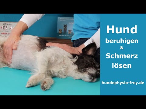 Video: Wie Sie die Bauchschmerzen Ihres Hundes zu Hause heilen können