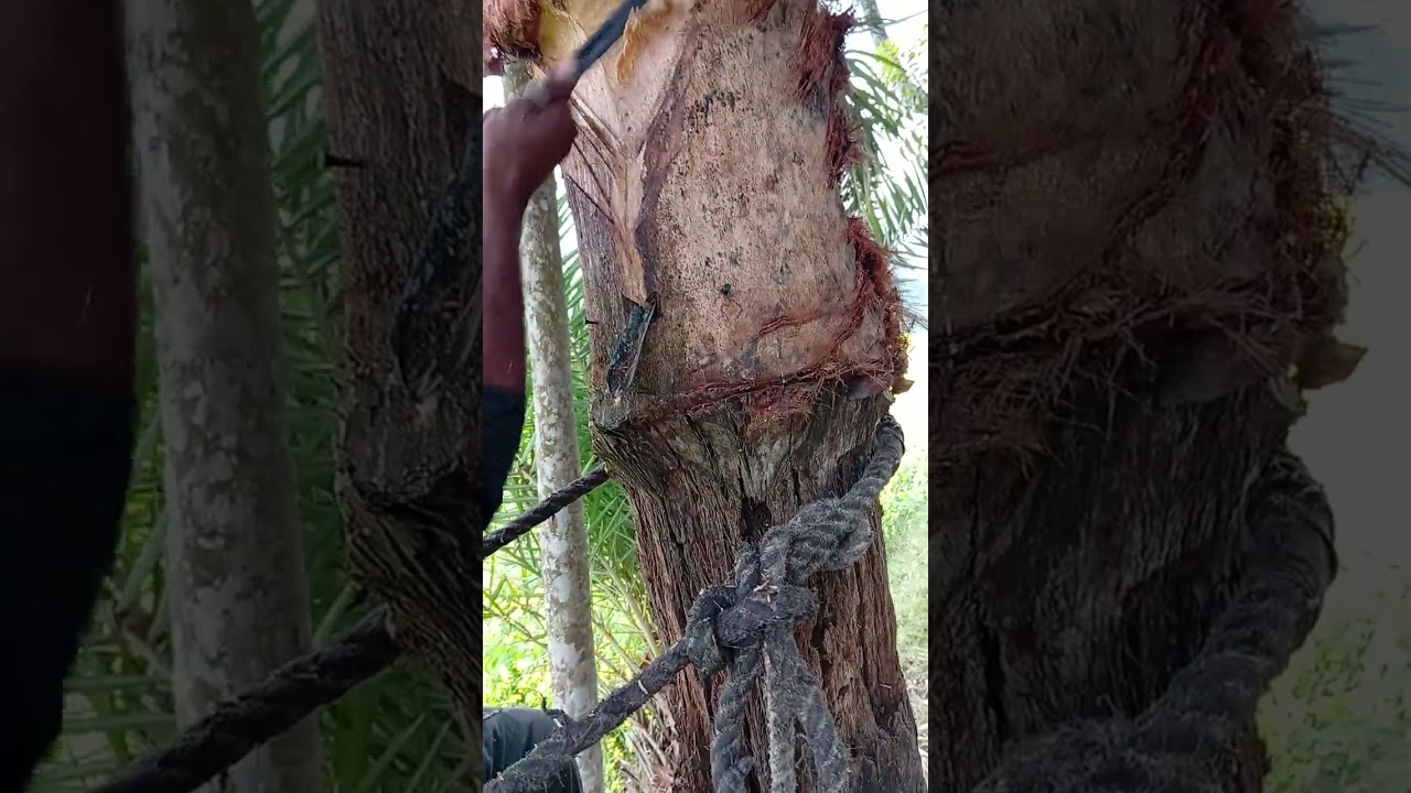 দেখুন কিভাবে খেজুর গাছ কেটে রস বের করা হয়,,,