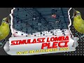 SIMULASI LOMBA PLECI 2024 // AGAR PLECI PUNYA MENTAL JUARA #Simulasilombaburung