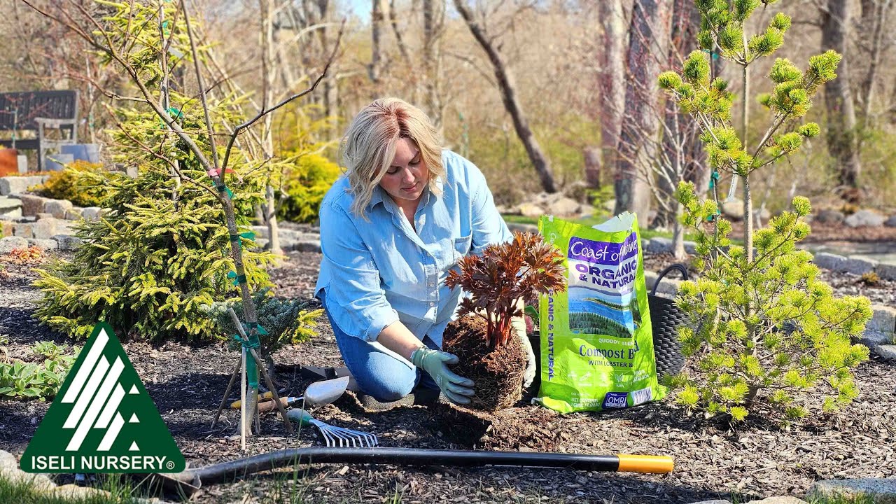 Scrumdidleumptious Itoh Peony with 