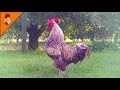 Rooster crowing compilation duet plus  rooster sounds effect alarm  chicken sounds