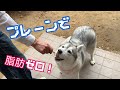 21.6.11 アイス始めました！