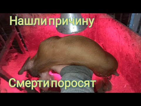 Лаборатория нашла причину смерти поросят. Хотели как лучше, а получилось хуже.