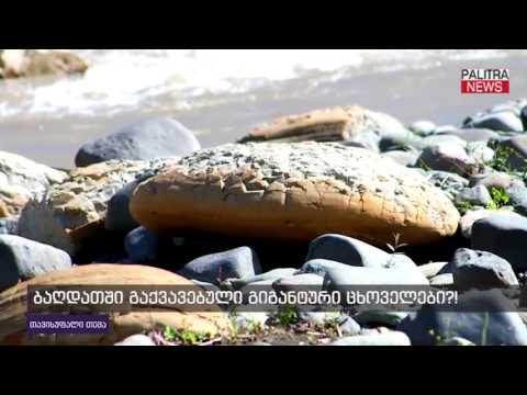 ბაღდადში გაქვავებული გიგანტური ცხოველები?!