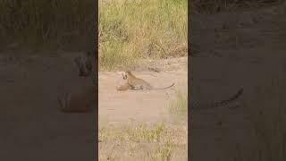 Elephant attack leopard save impala #shortvideo #animals